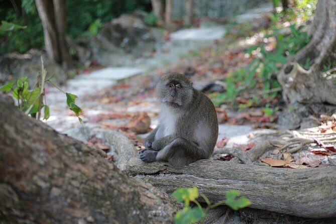 Phi Phi Island Adventure Explore Maya Bay, Pileh Lagoon and More - What Makes This Tour Stand Out?  