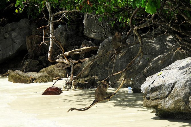 Phi Phi Island by Premium Speedboat Including Buffet Lunch & National Park Fees - The Sum Up