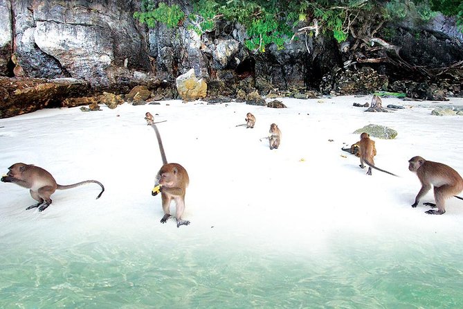 Phi Phi Island From Phuket by Speedboat With World Famous Mayabay - Common Questions