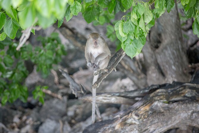 Phi Phi Island Hopping Day Trip by Speed Boat From Phuket - The Sum Up
