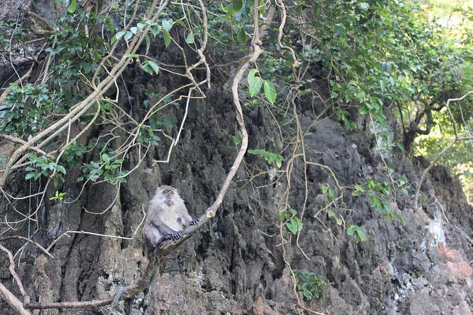 Phi Phi Islands Day Tour Bamboo and Maya Bay With Lunch by Speedboat - The Sum Up