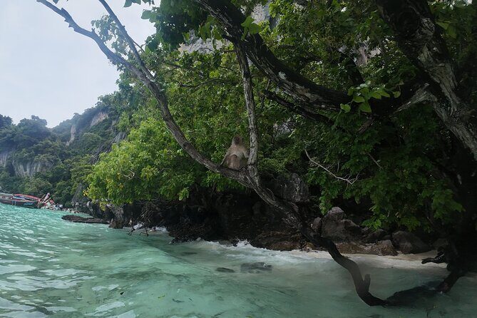 Phi Phi Islands Lagoon Adventure Snorkeling Seaview & Lunch Tour - Who Will Love This Tour?