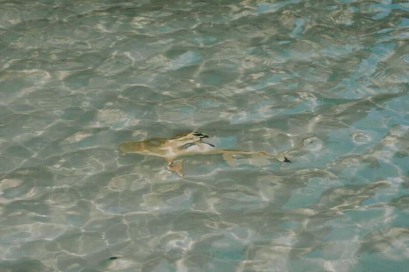 Phi Phi Islands : Longtail Boat Tour with Sunset - Is This Tour Worth It?  