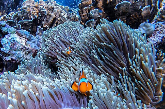 Phi Phi Islands Speedboat Tour Adventure from Krabi - What Sets This Tour Apart?