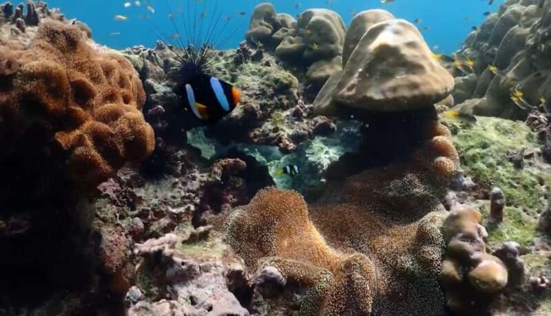 Phi Phi, Maya, Khai Island: Snorkeling Day Trip from Phuket - An In-Depth Look at the Itinerary and Experiences