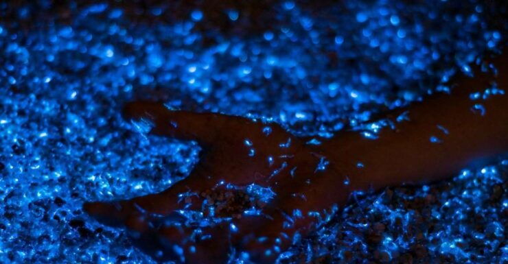 Phi Phi: Private Sunset & Bioluminescent Plankton Boat Tour - Tour Highlights