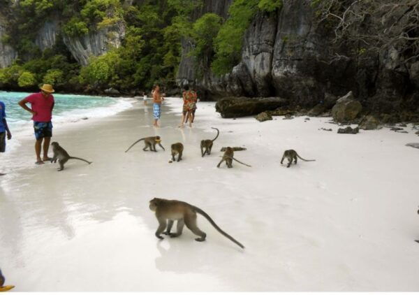 Phi Phi: Private Sunset & Bioluminescent Plankton Boat Tour - Common Questions