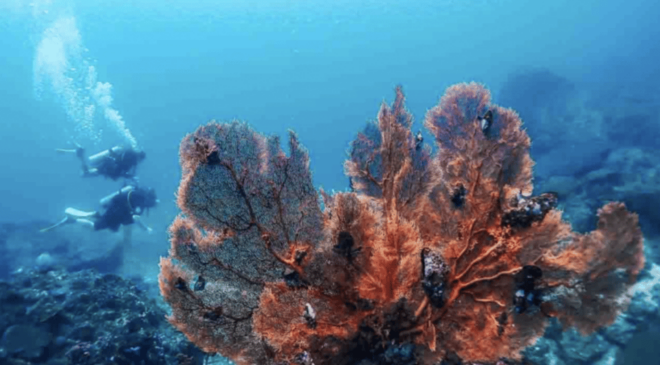 Phi Phi: Scuba Diving With Portuguese Speaking Instructor - Itinerary for the Day