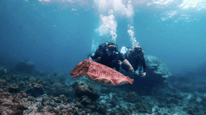 Phi Phi: Scuba Diving With Portuguese Speaking Instructor - Inclusions of the Experience