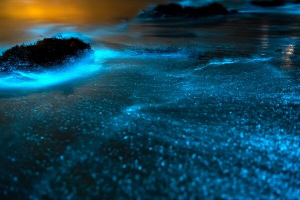 Phi Phi Sunset & Bioluminescent Tour by Speedboat - Transfer to Meeting Point