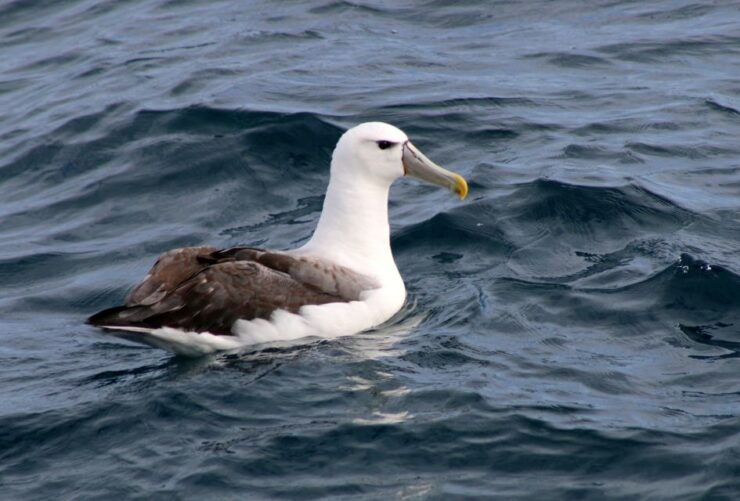 Philip Island: Dolphin and Whale Cruise - Experience the Thrill of Whale Watching