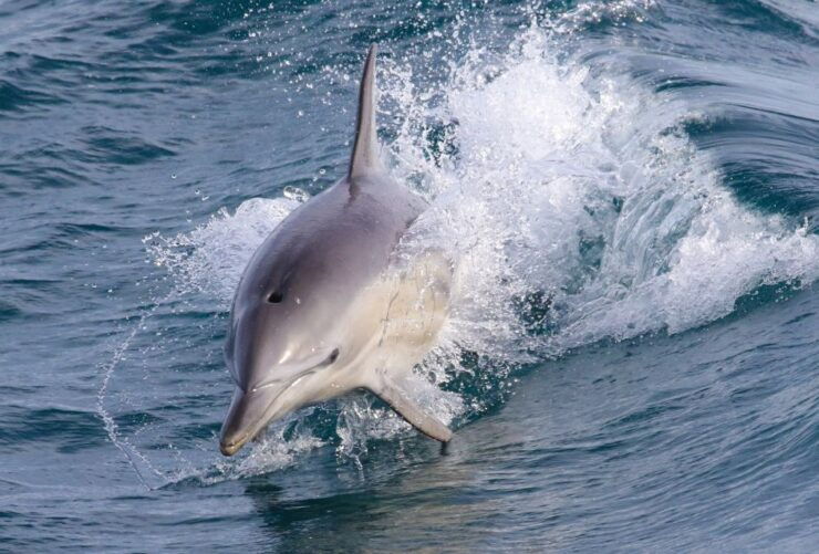 Philip Island: Dolphin and Whale Cruise - Discover the Marine Wildlife