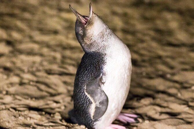 Philip Island express tour: penguin prd & wallaby spotting - A Practical Look at the Tour Itinerary