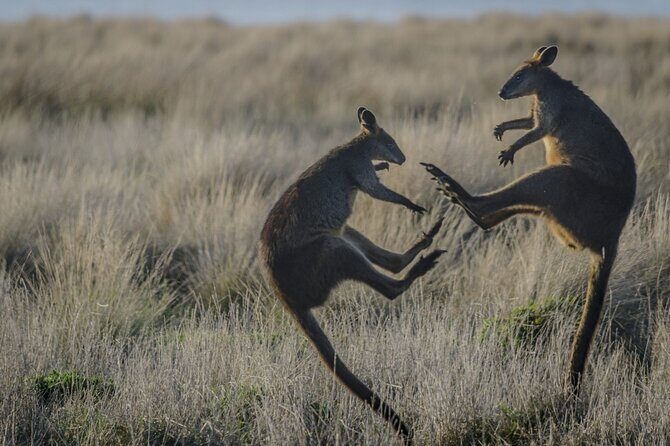 Phillip Island and Penguin Parade Private Tour - Final Words