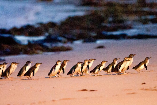 Phillip Island Day Trip From Melbourne With Penguin Plus Viewing Platform - Traveler Photos and Reviews