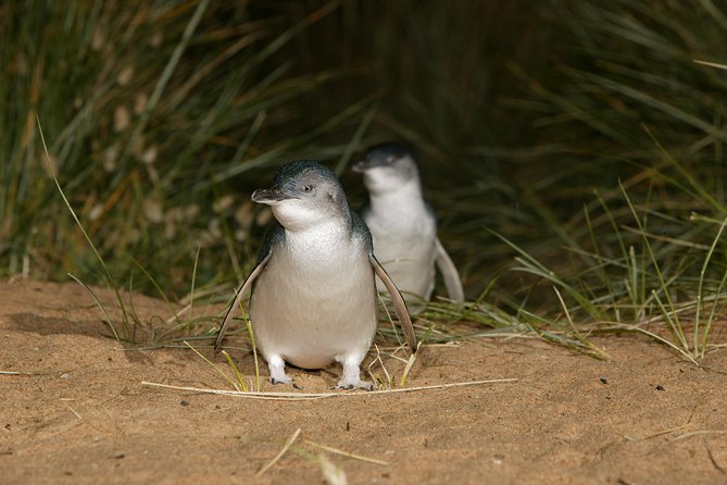 Phillip Island Day Trip From Melbourne With Penguin Plus Viewing Platform - Penguin Experience