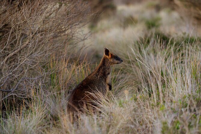 Phillip Island Direct Tour Penguin Parade and Coastal Views - An In-Depth Look at the Tour Experience