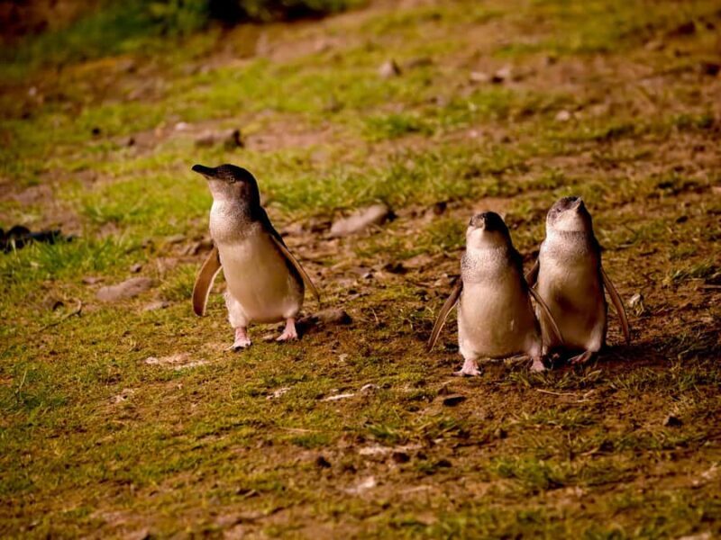Phillip Island: Golden Hour Penguin Express Tour - Why This Tour Works