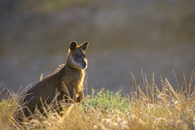 Phillip Island Golden Hour Penguin Express With Island Pickups - Tour Details