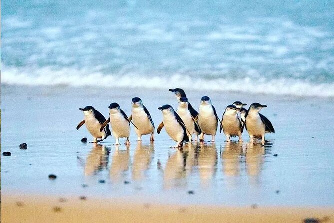 Phillip Island Golden Hour Penguin Express With Island Pickups - Additional Information