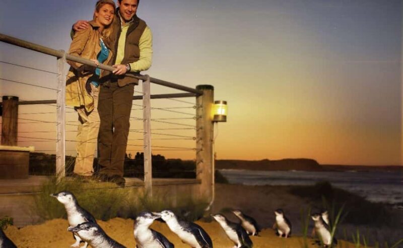 Phillip Island Penguin Parade Afternoon Tour from Melbourne - Who Should Consider This Tour?