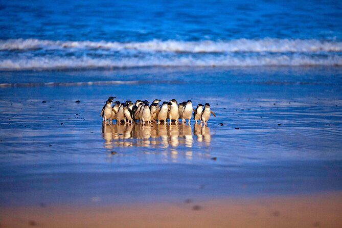 Phillip Island Penguin Parade and Churchill Island Farm Bus Tour - Good To Know