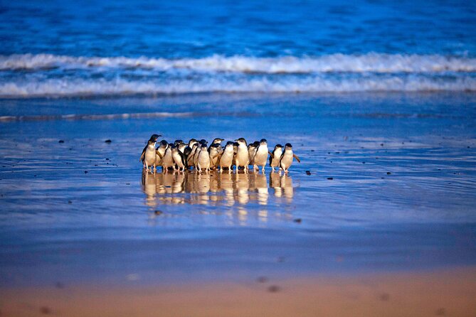 Phillip Island Penguin Parade and Churchill Island Farm Bus Tour - Questions and Additional Information