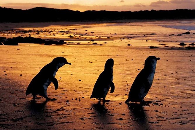 Phillip Island Penguin Parade, Brighton Bathing Boxes and Wildlife Park Tour - Cancellation Policy