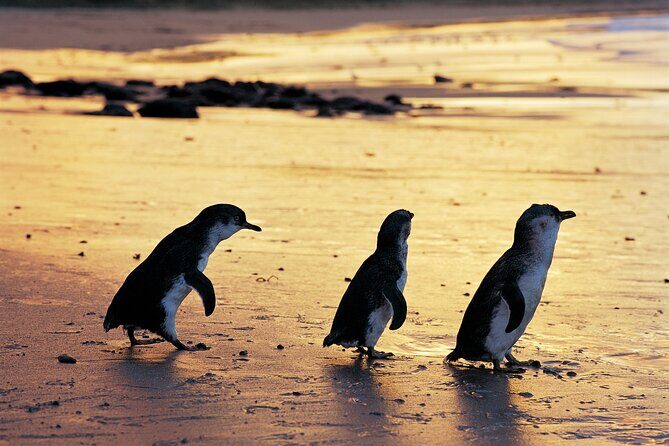 Phillip Island Penguin Parade Day Tour from Melbourne - FAQ