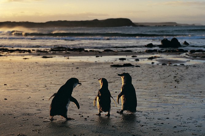 Phillip Island Penguin Parade Day Trip With Koala Conservation Reserve Visit - Accessibility and Group Size