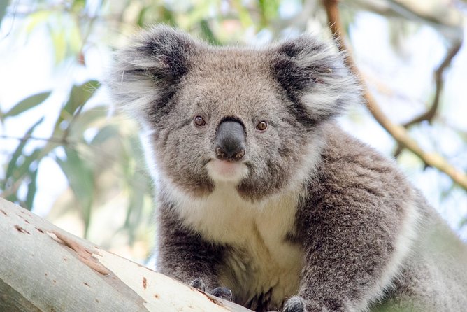 Phillip Island Penguin Parade Day Trip With Koala Conservation Reserve Visit - Cancellation Policy