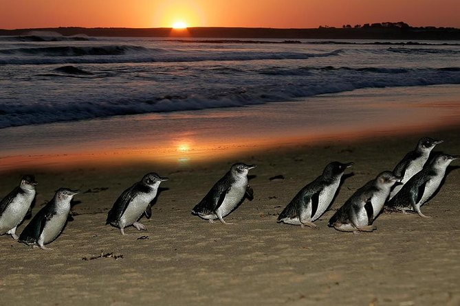 Phillip Island Penguin Parade Day Trip With Koala Conservation Reserve Visit - The Sum Up