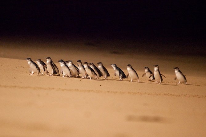 Phillip Island Penguin Parade Express Tour From Melbourne - Positive Reviews