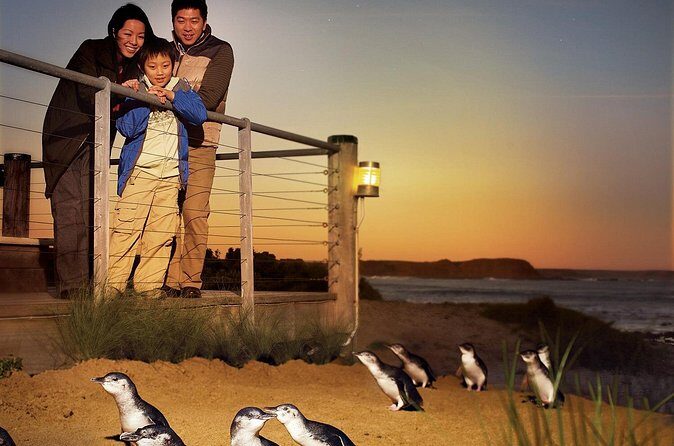 Phillip Island Penguin Parade Express Tour from Melbourne - The Return Journey: Efficient and Comfortable
