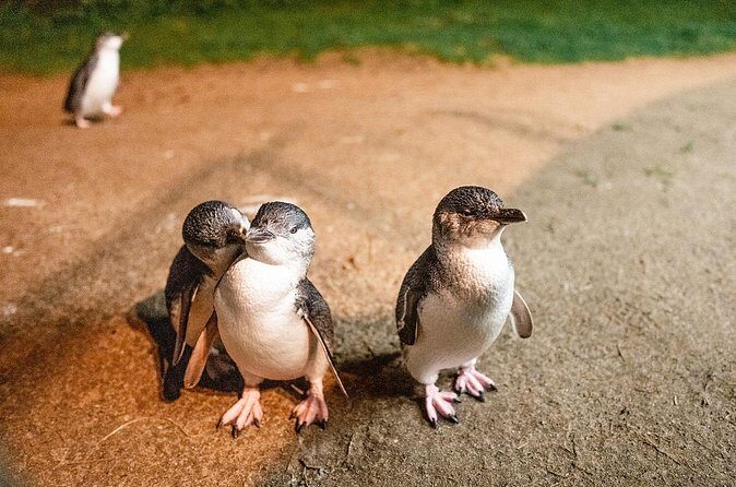 Phillip Island Penguin Parade Express Tour from Melbourne - Who Would Love This Tour?