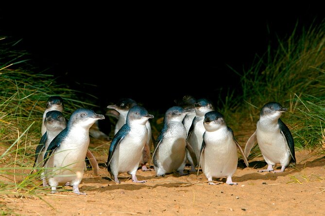Phillip Island Penguin Parade Express Tour From Melbourne - Cancellation and Change Policy