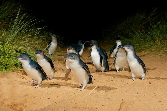 Phillip Island Penguin Parade Express Tour From Melbourne - Weather-Dependent Experience