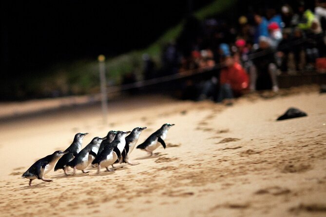 Phillip Island Penguin Parade Express Tour From Melbourne - The Sum Up
