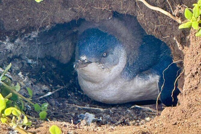 Phillip Island Penguin Parade Private Tour - Discovering the Phillip Island Penguin Parade Private Tour