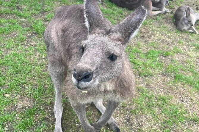 Phillip Island Penguin Parade Private Tour - FAQs