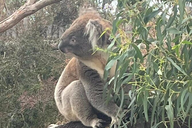 Phillip Island Penguin Parade Private Tour - In The Sum Up