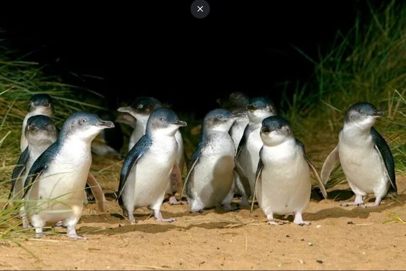 Phillip Island Penguin Parade & Wildlife Day Tour from Melbourne - The short version: what makes this day worthwhile
