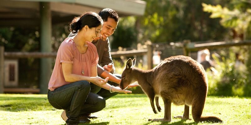 Phillip Island Penguin Parade & Wildlife Day Tour from Melbourne - From Melbourne to Moonlit Sanctuary