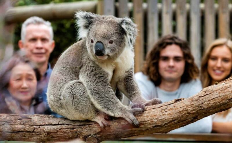 Phillip Island Penguin Parade with Expert Local Guide - Exploring Phillip Island’s Coastal Beauty