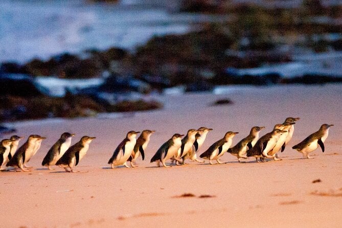 Phillip Island Penguin Parade With Wine & Dine From Melbourne - The Penguin Parade Experience