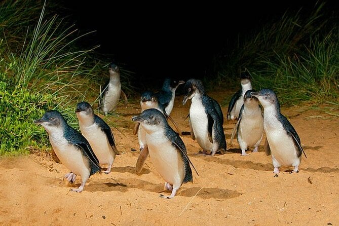 Phillip Island Penguin Parade With Wine & Dine From Melbourne - Additional Attractions and Activities