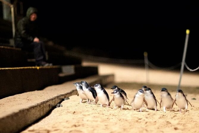 Phillip Island Penguin Parade With Wine & Dine From Melbourne - The Sum Up