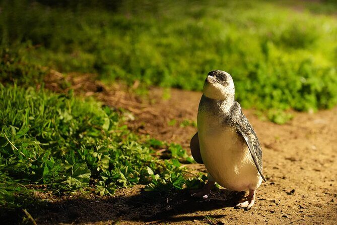 Phillip Island Penguins and Moonlit Sanctuary Private Day Tour - Real Experiences: What Tour Reviewers Say