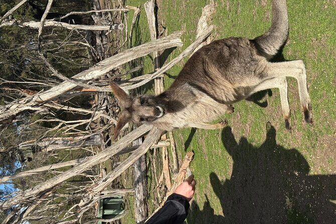 Phillip Island Penguins and Moonlit Sanctuary Private Day Tour - Is This Tour Worth It? Analyzing the Value