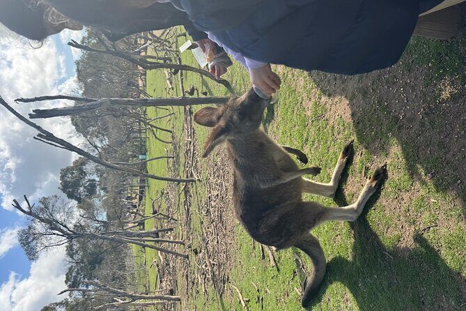 Phillip Island Penguins and Moonlit Sanctuary Private Day Tour - FAQ